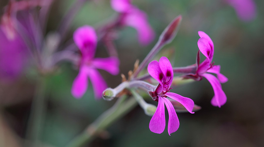 pelargonia-afrykanska_PELAVO