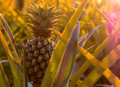 ananas_PELAVO