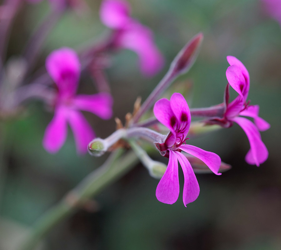 pelargonia-afrykanska2_PELAVO