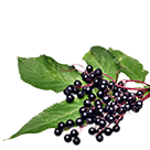 Czarny bez